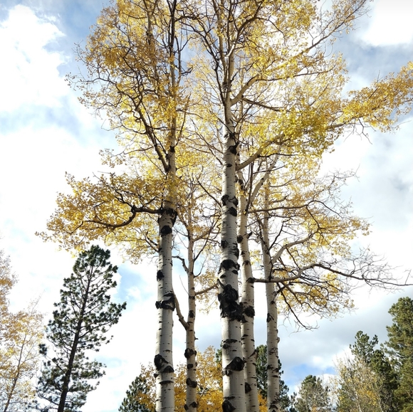 Meet your Posher, Jeannette - Picture 2 of 3